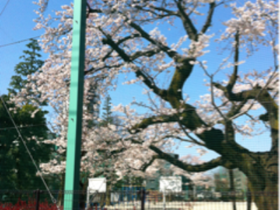 花見(れず)