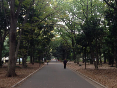 コッコがいない。