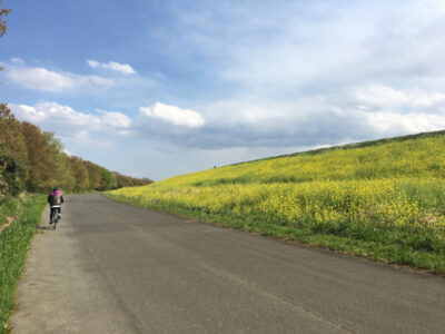 花粉か菜の花か。